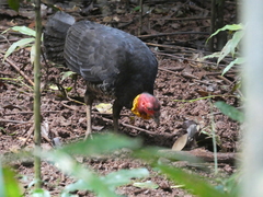 Alectura lathami lathami