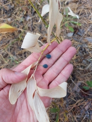 Polygonatum odoratum