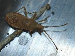 Gonocerus acuteangulatus