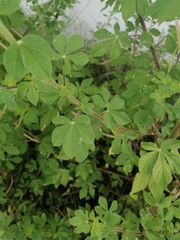 Cleome viscosa