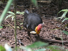 Alectura lathami lathami