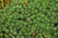 Dawsonia polytrichoides