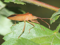 Gonocerus acuteangulatus