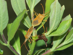Gonocerus acuteangulatus