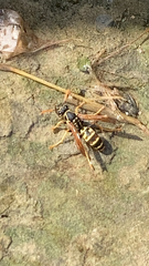 Polistes