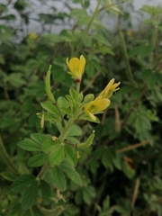 Cleome viscosa