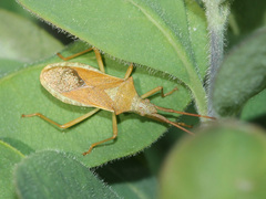 Gonocerus acuteangulatus