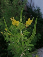 Cleome viscosa