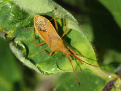 Gonocerus acuteangulatus