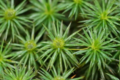 Dawsonia polytrichoides