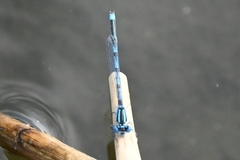 Erythromma lindenii