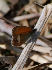 Coenonympha arcania