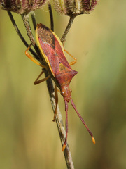 Gonocerus insidiator