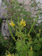 Cleome viscosa
