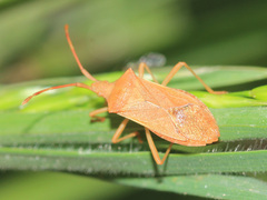 Gonocerus acuteangulatus