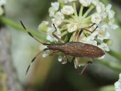 Dicranocephalus