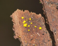 Calycina claroflava