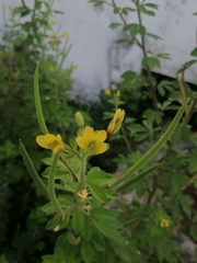 Cleome viscosa