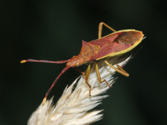 Gonocerus insidiator