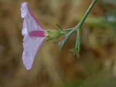 Convolvulus oleifolius