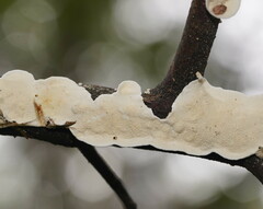 Byssomerulius corium