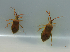 Gonocerus acuteangulatus