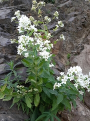 Arabis caucasica