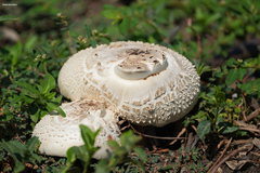 Chlorophyllum molybdites