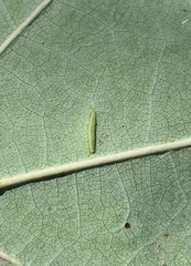 Macrodiplosis qoruca