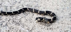 Lampropeltis getula