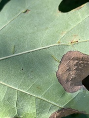 Macrodiplosis qoruca