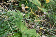Achillea impatiens