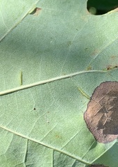 Macrodiplosis qoruca