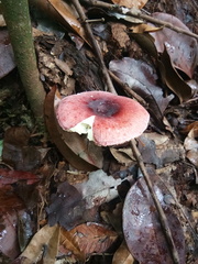 Russula