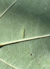 Macrodiplosis qoruca