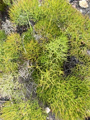 Nanobubon capillaceum