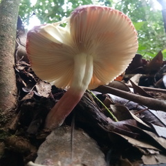 Russula