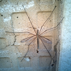 Tipula