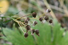 Achillea impatiens