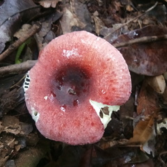 Russula