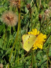Colias