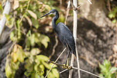 Egretta gularis