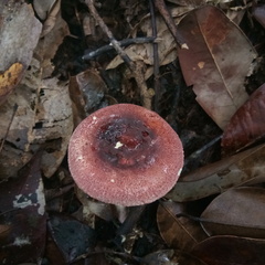 Russula