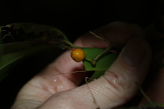 Huberantha nitidissima