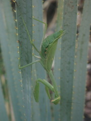 Stagmomantis limbata