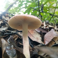 Russula