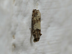 Epinotia thapsiana
