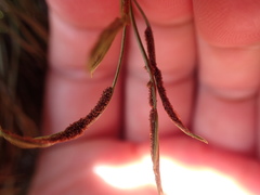 Asplenium septentrionale