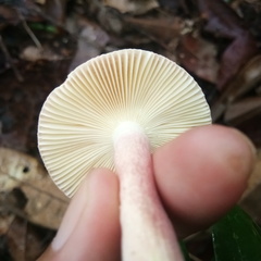 Russula