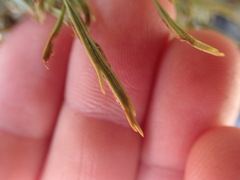 Asplenium septentrionale